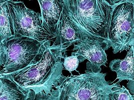 Zdraví pod lupou mýty, fakta a prevence_Jihlavský den zdraví